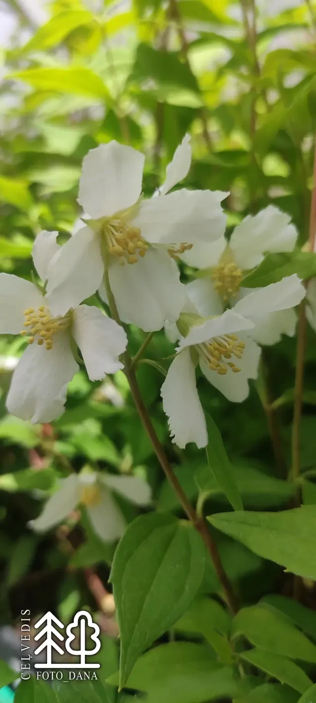 Philadelphus × lemoinei   'Erectus'